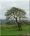 Double oak tree north-east of Beulah, Powys