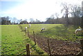 Ponies near Stone Street