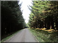 NY7473 : The forest road near Giant Hill by Ian S
