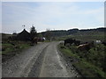 NY7675 : Cows at Coldcotes by Ian S