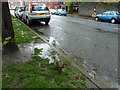 Lovely weather for a duck in Park Place, Cathays, Cardiff