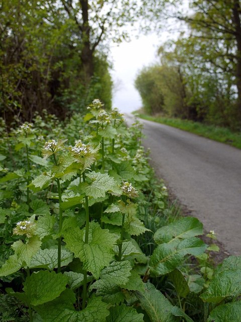 Garlic mustard (Alliaria petiolata), Moor Road