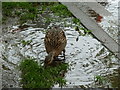 Mallard duck female enjoys the rain in Cathays, Cardiff