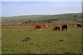 Field of Cows