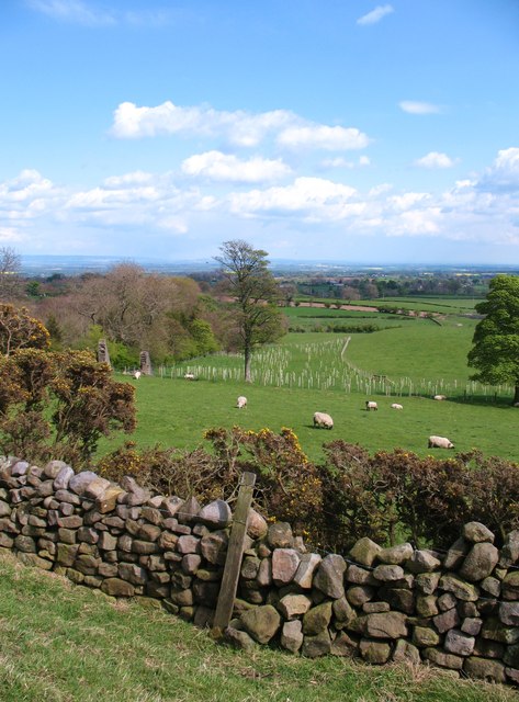 Sheep pastures, Spring Hill © Gordon Hatton cc-by-sa/2.0 :: Geograph ...