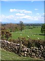 Sheep pastures, Spring Hill