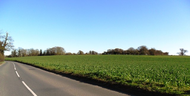 Field of rape near Hoxne