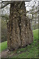 A warty tree trunk