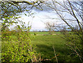 Pasture near Maesbury Marsh