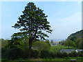 Pine tree at Plas Glyn y Weddw