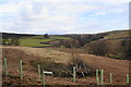 New plantation above Hudson Gill