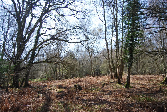 Foxbury Wood