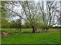 Willows and meadow at Monkland