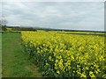 Rape seed crop by Mays Farm