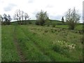 A narrow field, Lucton