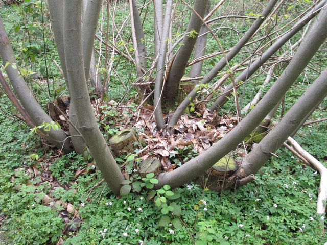 Coppiced chestnut tree with new growth