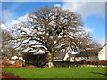 Oak tree in Oak Tree Park Sticklepath