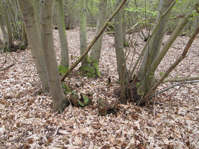 coppice lanner