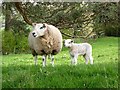 Sheep and lamb at Thornley Gate