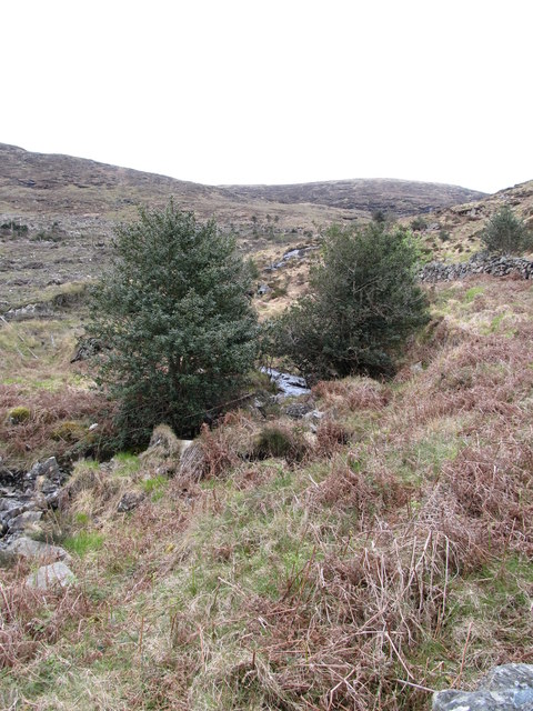 Holly trees in the valley of a tributary of the Tullybranigan River