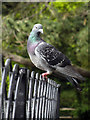 Pigeon by Shornden Reservoir