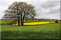 Tree and oilseed rape