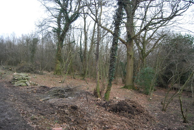 Logging Newbridge Wood