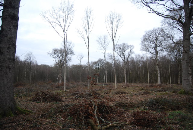 Cleared woodland, Newbridge Wood
