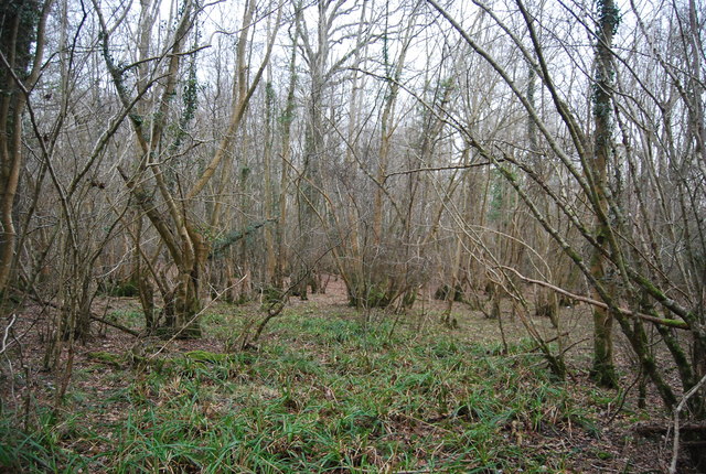 Marshy woodland