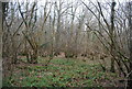 TQ6426 : Marshy woodland by N Chadwick