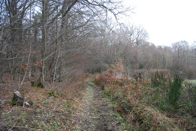 Footpath in the woods