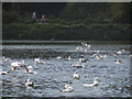 Gulls bathing at Shornden Reservoir