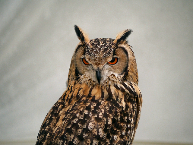 Saracen the Eagle Owl