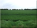 Farmland off the A142