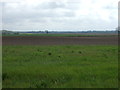 Farmland near Isleham