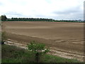 Farmland near Freckenham