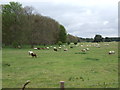 Grazing off Mildenhall Road