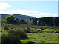 Cattle on the common, Hill Farm, Penyrheol