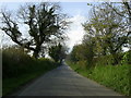 Tree-lined country road