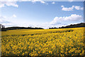 Rape Field