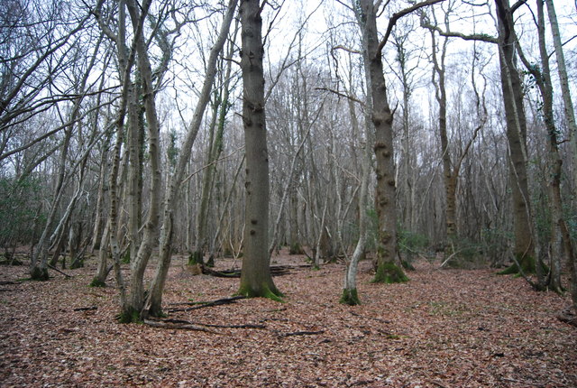 Newbridge Wood