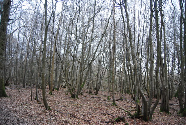 Newbridge Wood