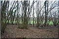 TQ6427 : Coppicing, Newbridge Wood by N Chadwick