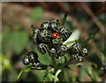 Ladybird in buds, Woodland Road, Torquay