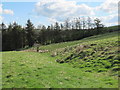 Rough pastures and plantation near Hill House