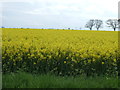 Oilseed rape crop, Button Haugh Green