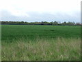 Farmland, Button Haugh Green