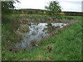 Pond, Rush Green