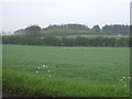 Farmland off the B1115