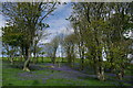 Bluebell wood south of Brochdoo Hill